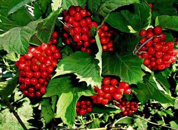 Калина красная Viburnum оpulus Красная Гроздь (1,5-1,8м/С15)