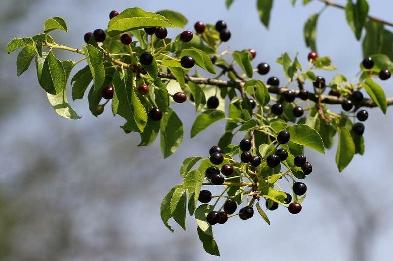Черёмуха антипка Prunus mahaleb (2,2-2,5м/С20)