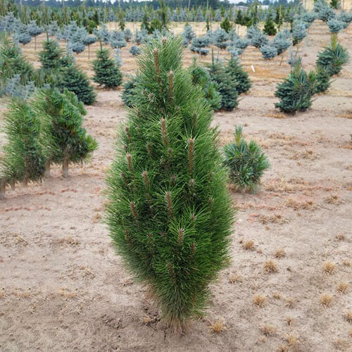 Сосна черная Грин Тауер (Pinus nigra Green Tower) (90-100см, саженец конт. 25)