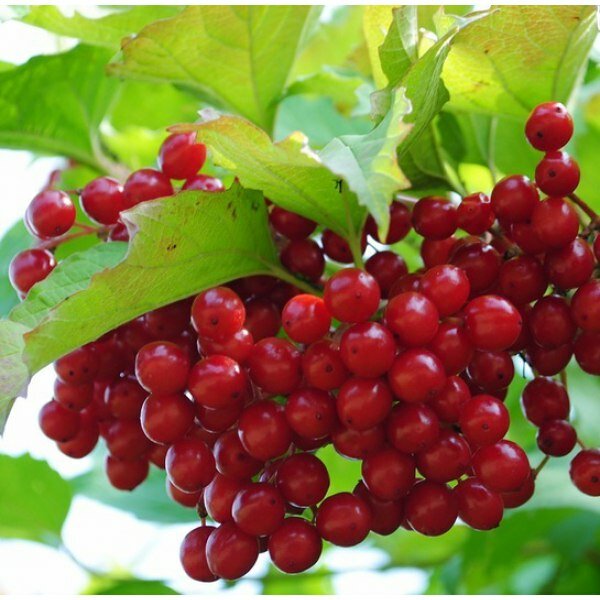 Калина красная Viburnum оpulus Красный коралл (2,5-3,0м/С25)