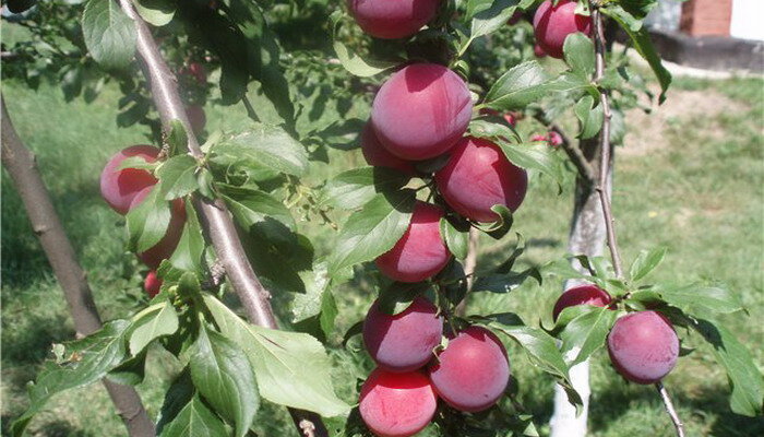 Алыча Prunus divaricataм Anastasia (5 лет)