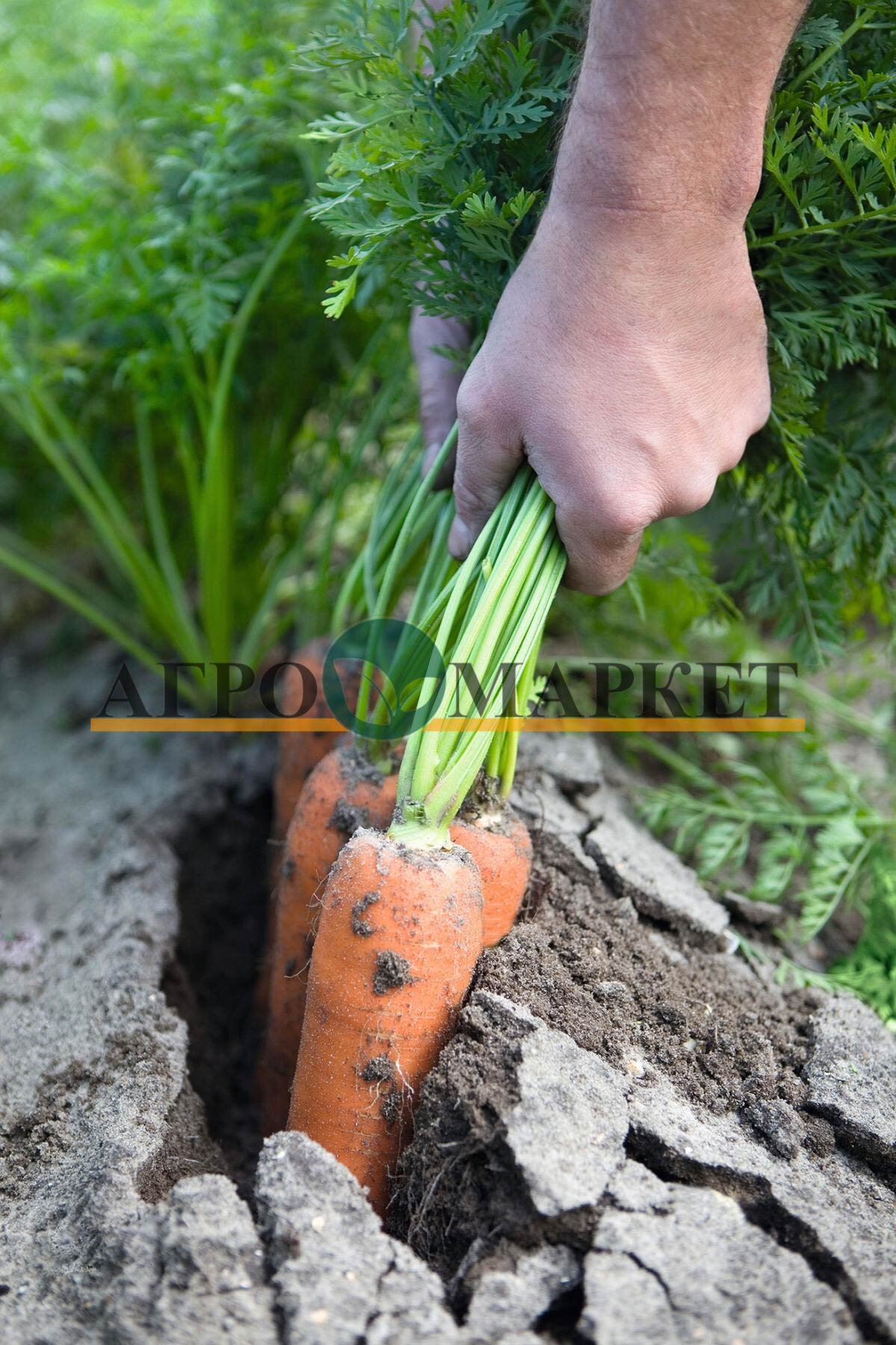 Морковь навал F1 1,8-2,0 (1 000 000 семян) Bejo