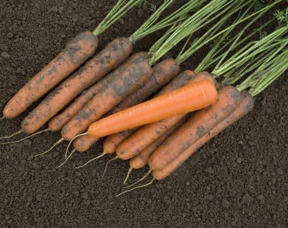 Морковь эксельсо F1 (500 000 семян) Vilmorin