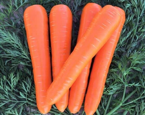 Морковь ВАК 70 F1 (500 000 семян) Vilmorin