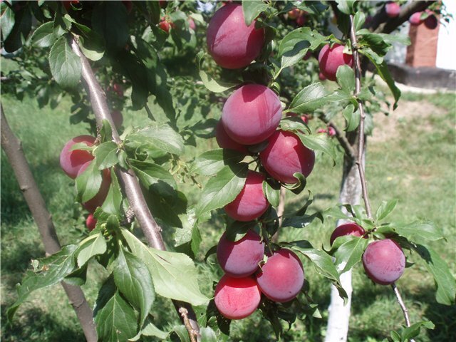 Алыча Prunus divaricataм Ариадна (5 лет)