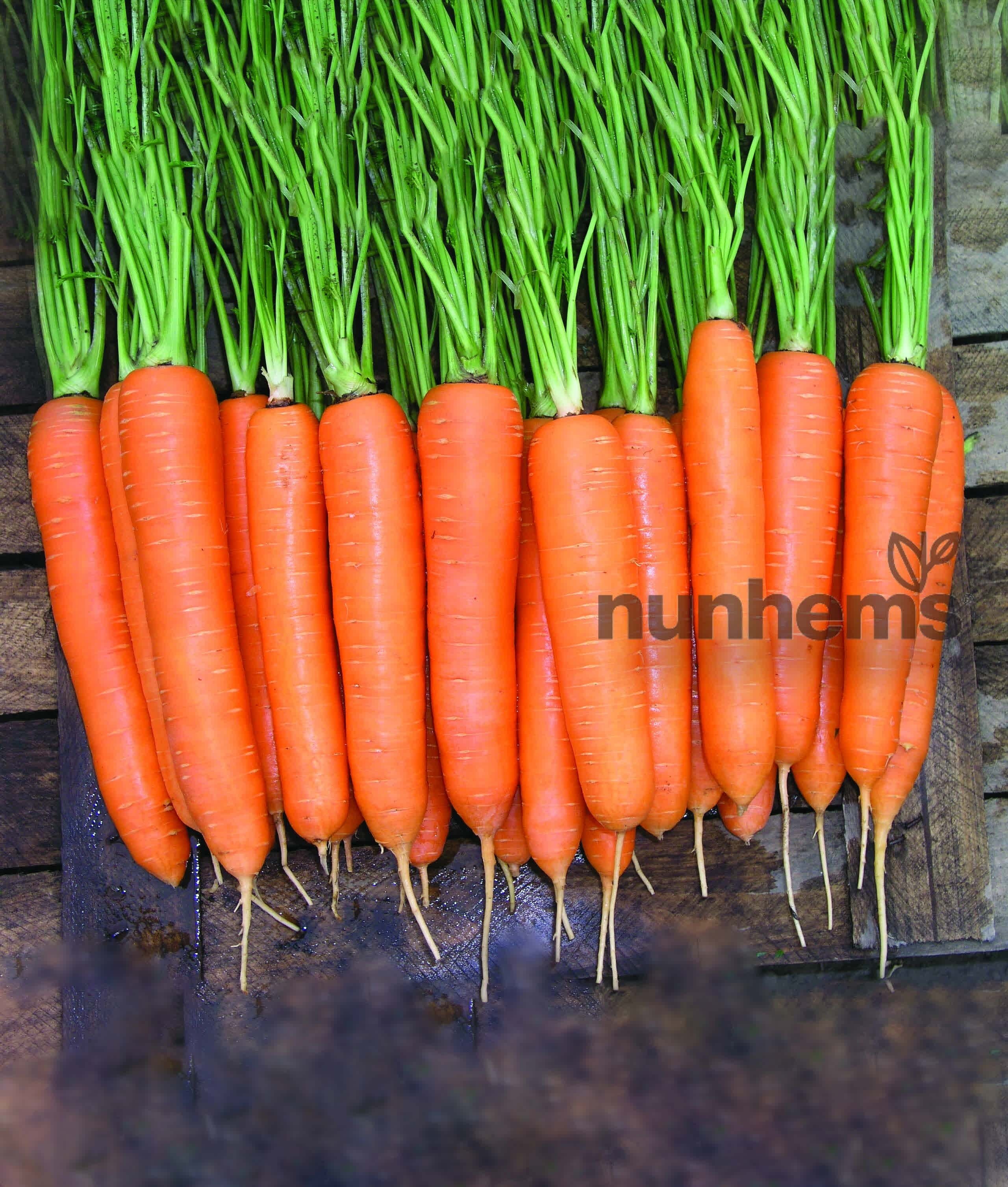 Морковь элеганс F1 1,4-1,6 (1 000 000 семян) Nunhems