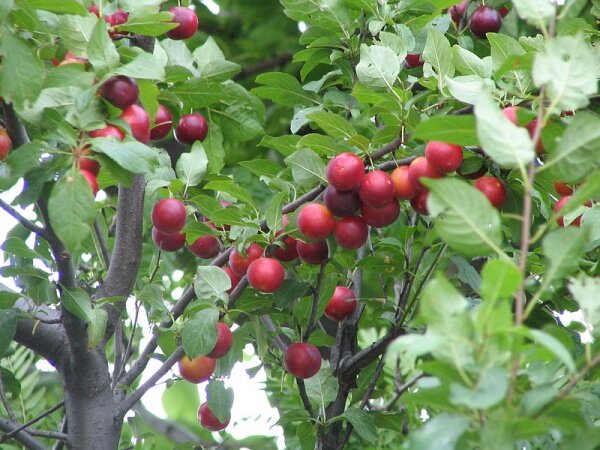 Алыча Prunus divaricataм Черноплодная ранняя (5 лет)