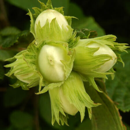 Фундук Corylus maxima Тамбовский поздний (6 лет)