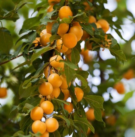 Алыча Prunus divaricataм Подарок С.-Петербургу (8 лет)