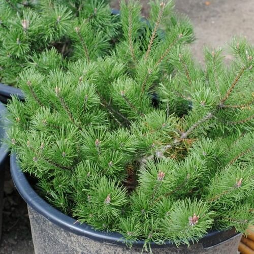 Сосна горная Пумилио (Pinus mugo Pumilio) (50-60см)