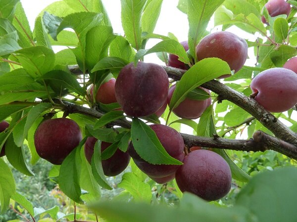 Алыча Prunus divaricataм Субхи ранняя (5 лет)
