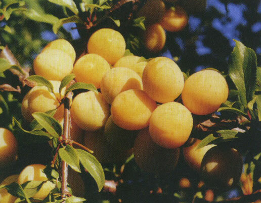 Алыча Prunus divaricataм Путешественница (8 лет)