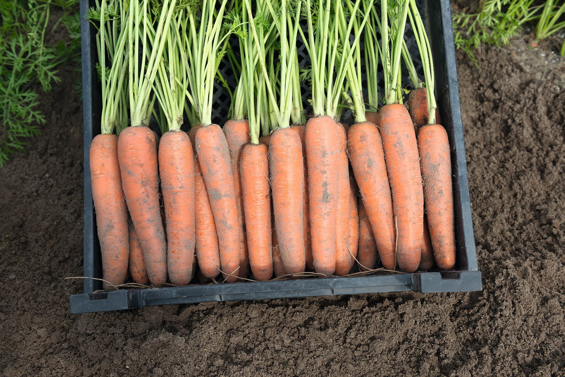 Морковь неликс F1 2,4-2,6 (1 000 000 семян) Bejo