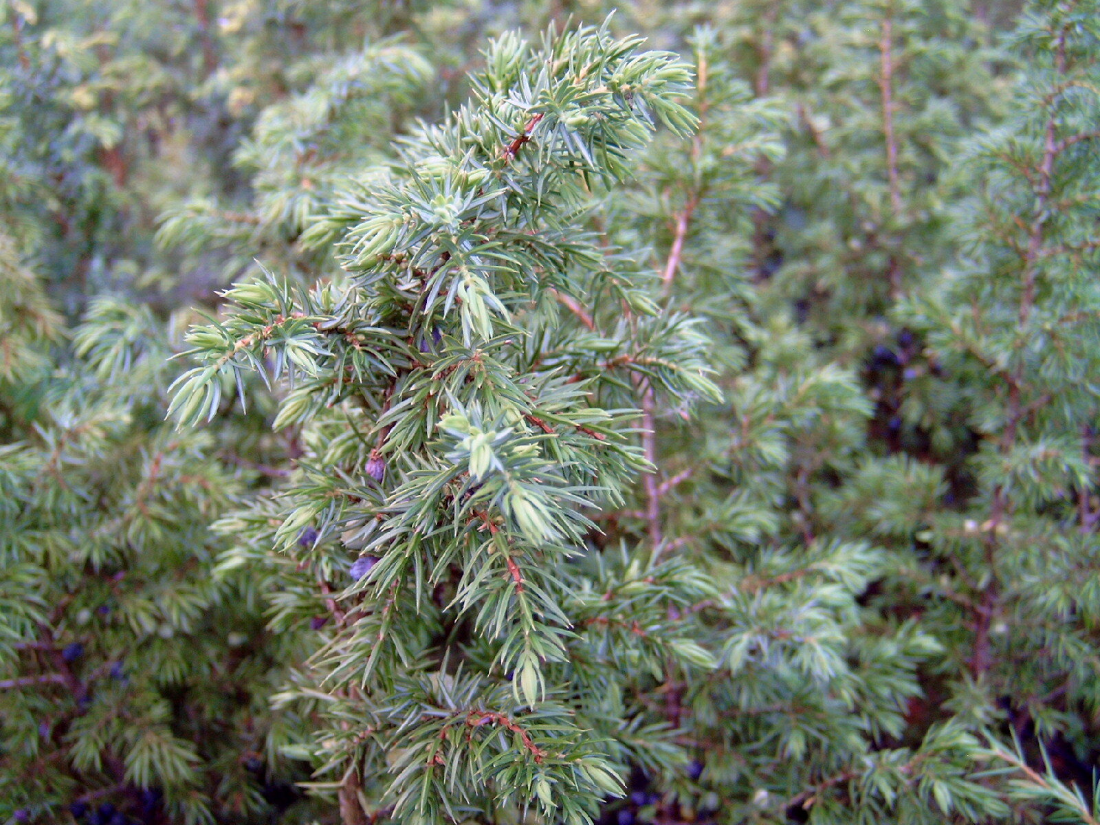 Можжевельник Juníperus Bruns (1,0-1,2м/С7)