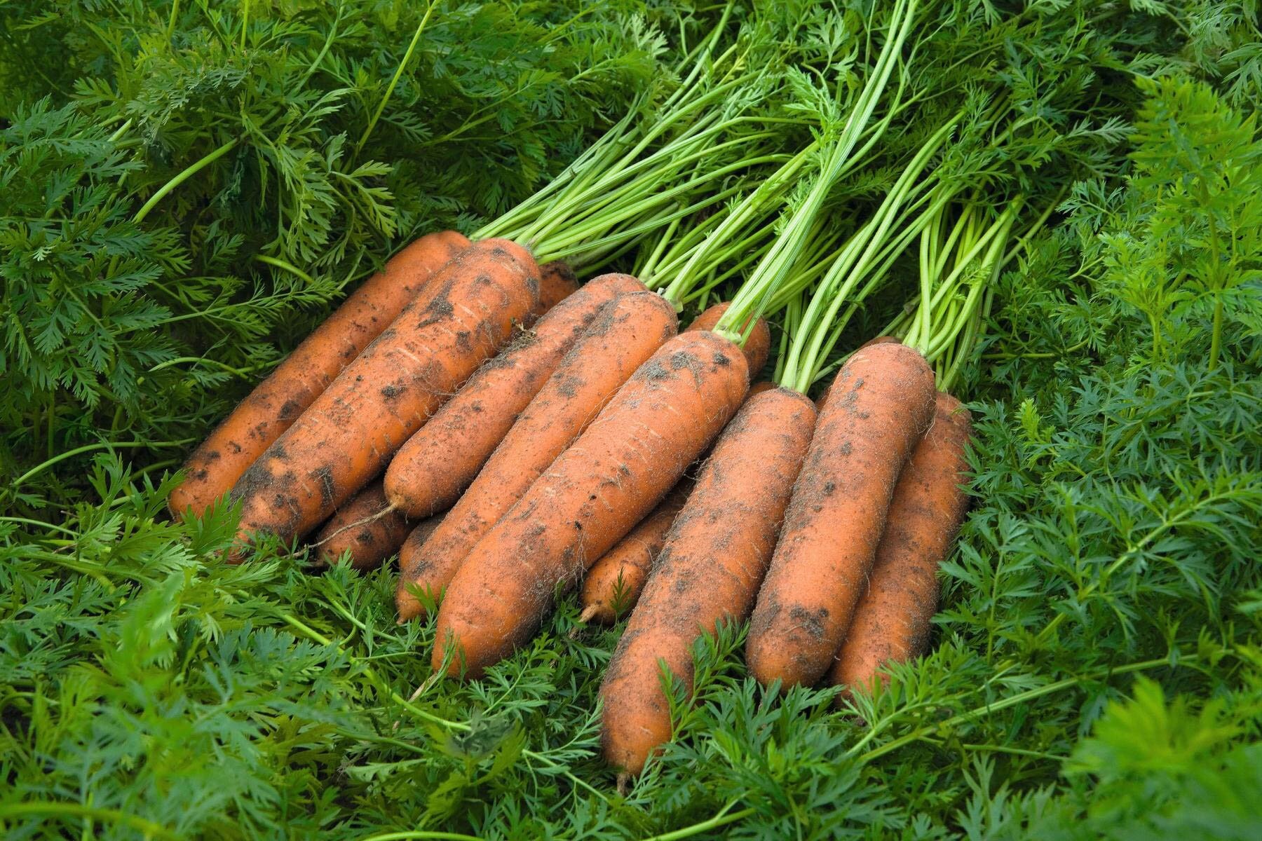 Морковь ньюкасл F1 2,2-2,4 (1 000 000 семян) Bejo