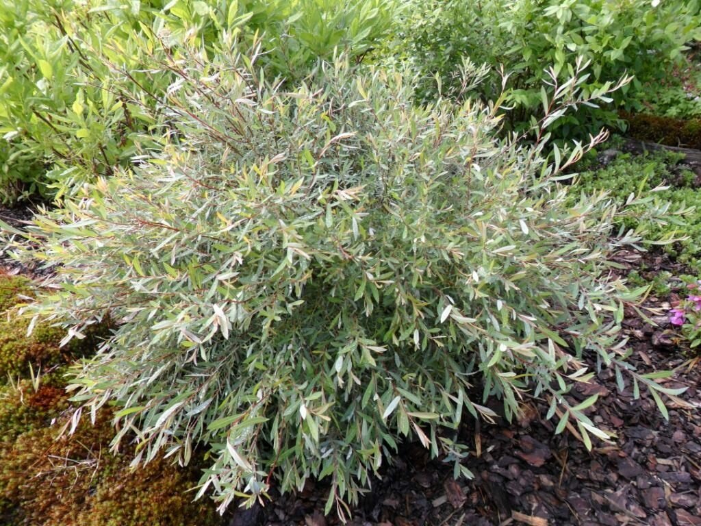 Ива пурпурная Salix purpurea Gracilis Nana (1,0-1,2м/С7)