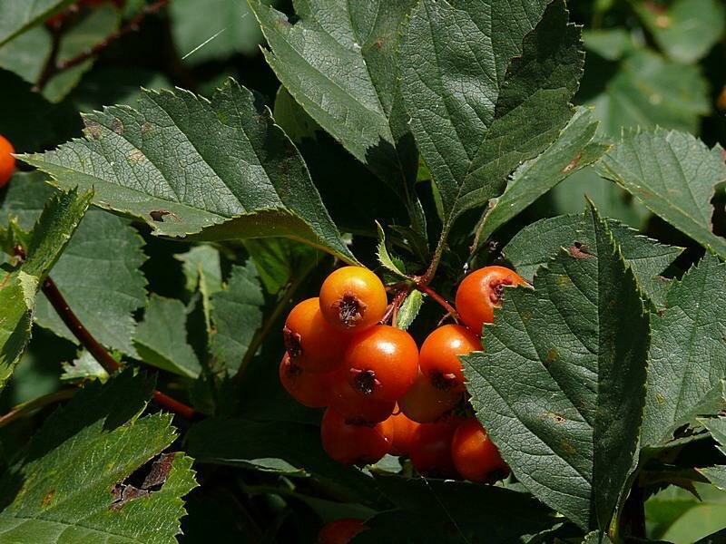 Боярышник алтайский Crataegus altaica (5 лет)