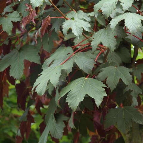 Клён ложноплатановый Acer pseudoplatanus Atropurpureum (1,8-2,2м/С15)