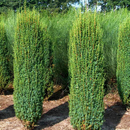 Можжевельник обыкновенный Хиберника (Juniperus communis Hibernica) (125-150см, саженец конт. 65л)