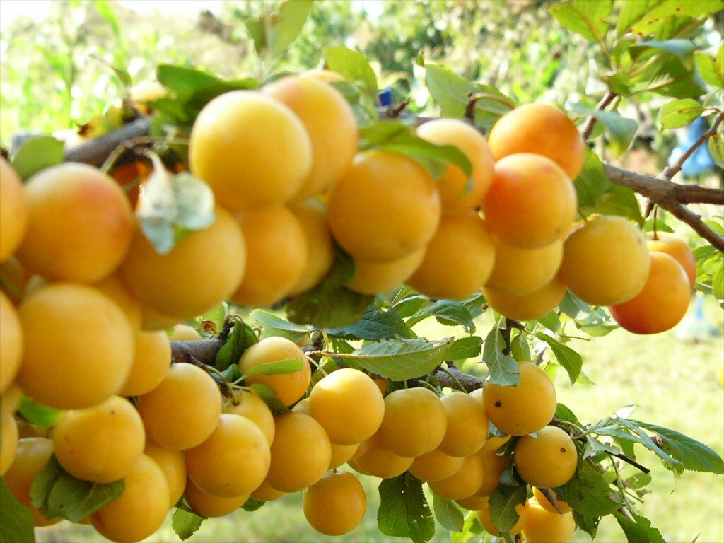 Алыча Prunus divaricataм Злато скифов (8 лет)