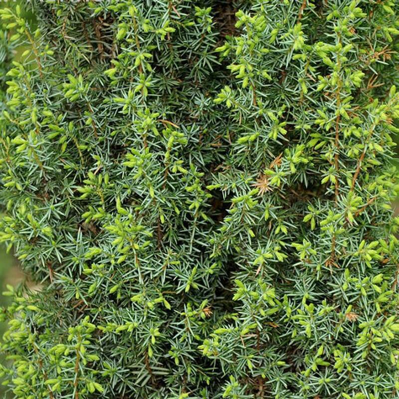 Можжевельник Juníperus Hibernica (1,3-1,5м/С10)